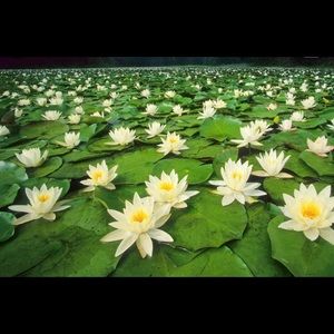 Meet your Posher, Tasha